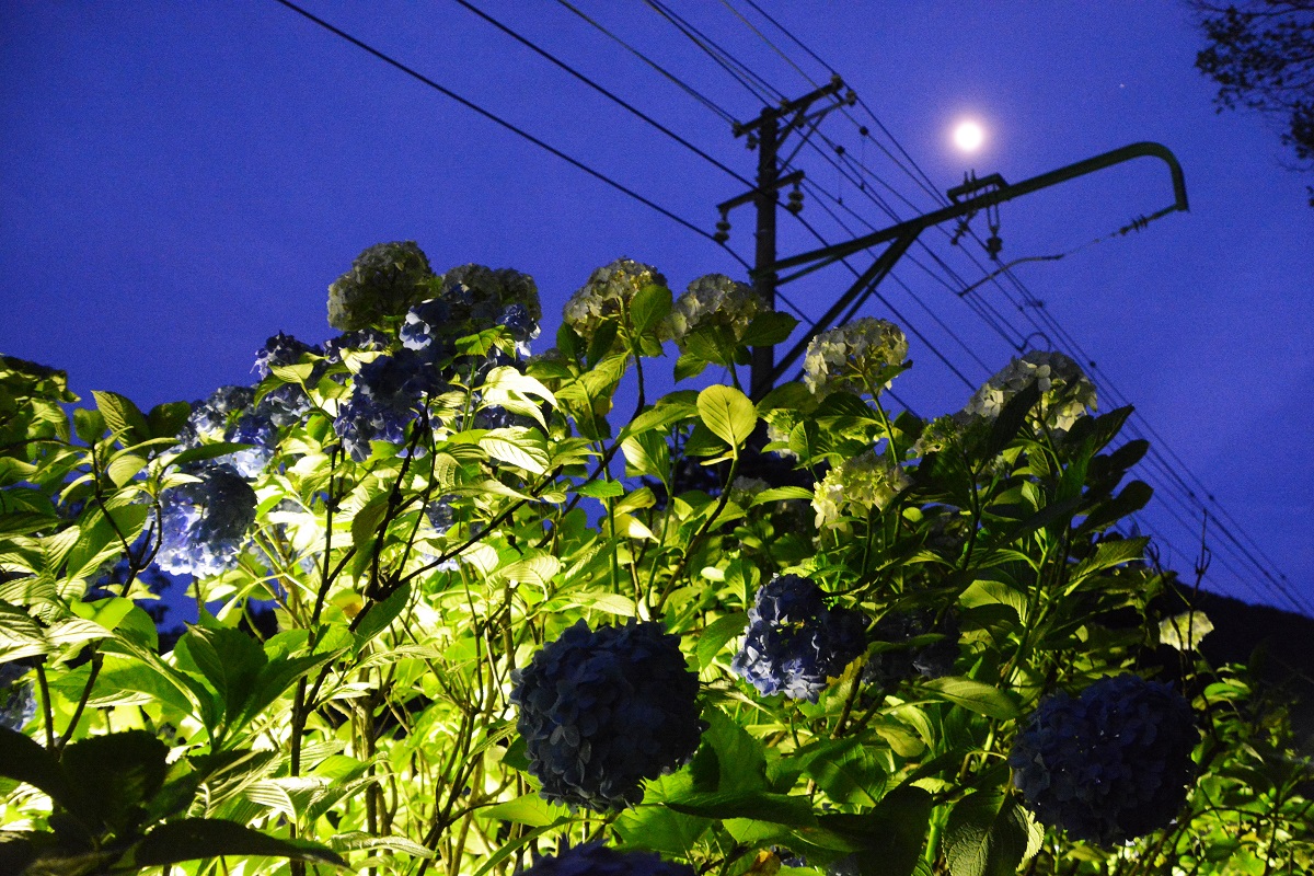箱根の紫陽花